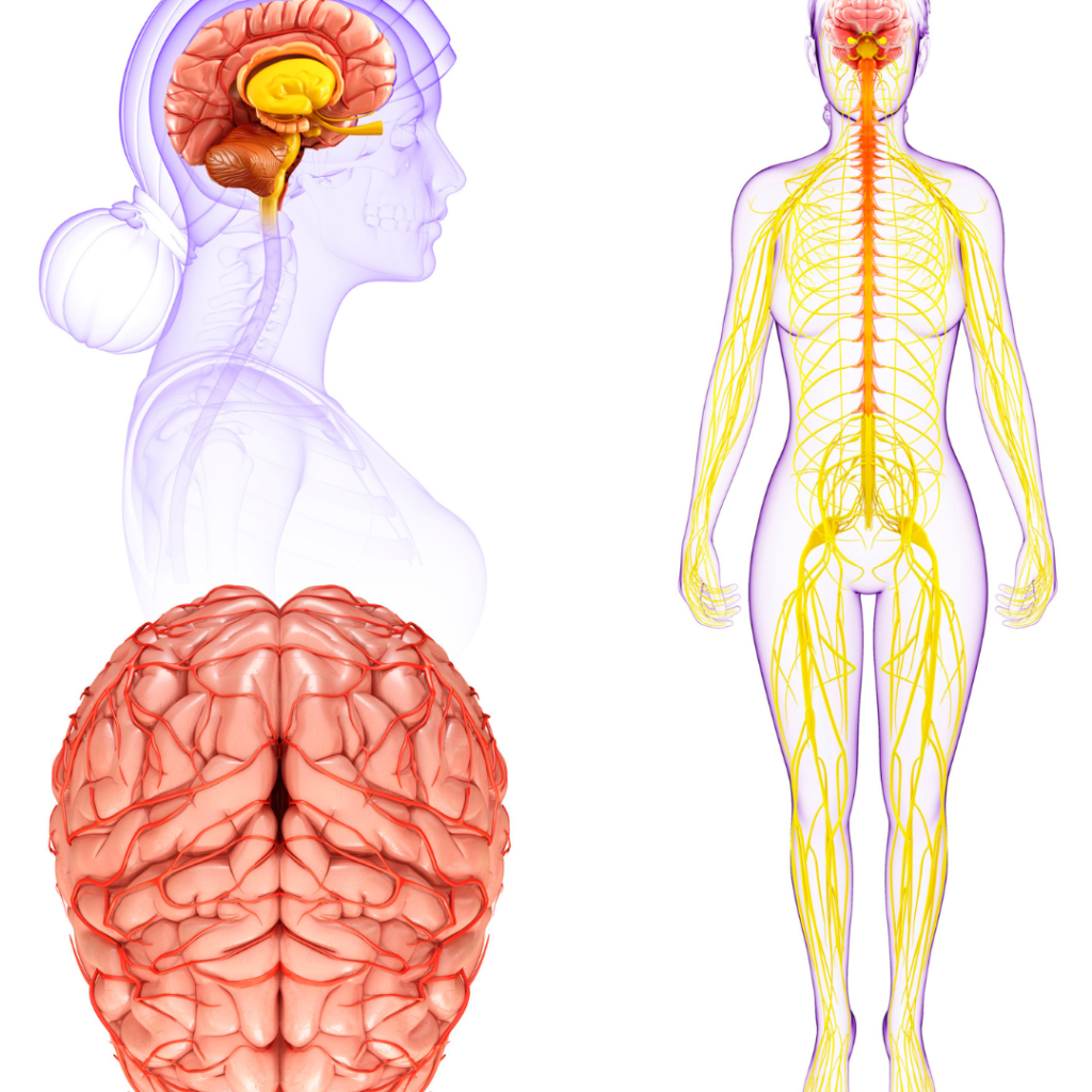 Comment le Système Nerveux Influence Nos Réactions Face au Stress et au Trauma